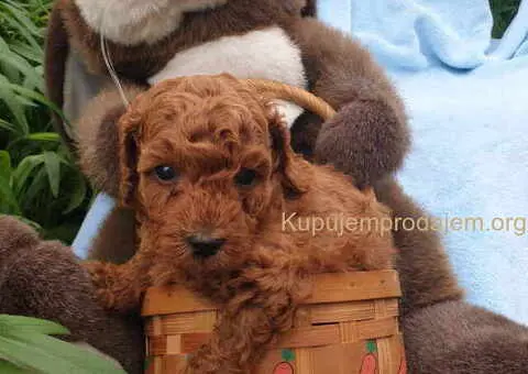 Pudle u crvenoj boji, decak i devojcica - 2/4