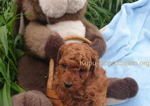 Pudle u crvenoj boji, decak i devojcica - 3/4