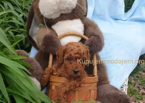 Pudle u crvenoj boji, decak i devojcica - 4/4