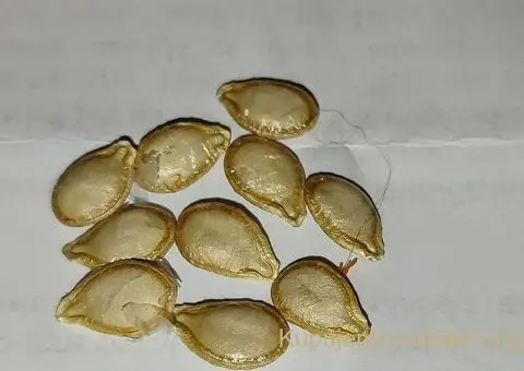 Prodajem seme bundeve