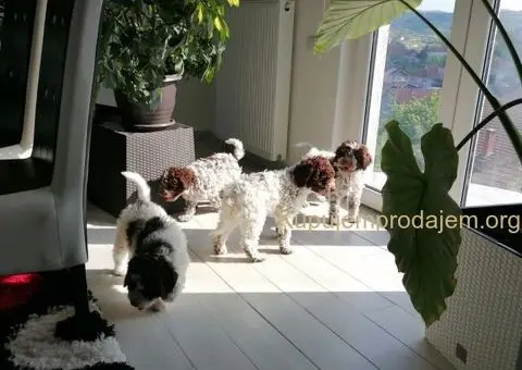 Dostupno novo leglo LAGOTTO ROMANJOLO - 1/8