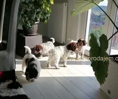 Dostupno novo leglo LAGOTTO ROMANJOLO