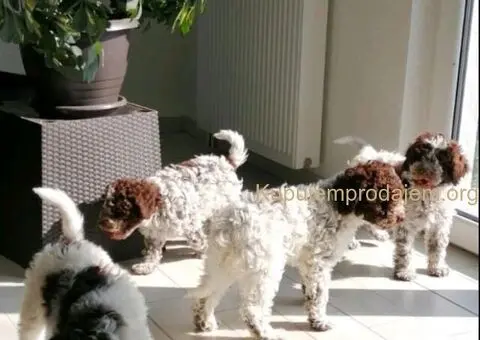 Dostupno novo leglo LAGOTTO ROMANJOLO - 2/8