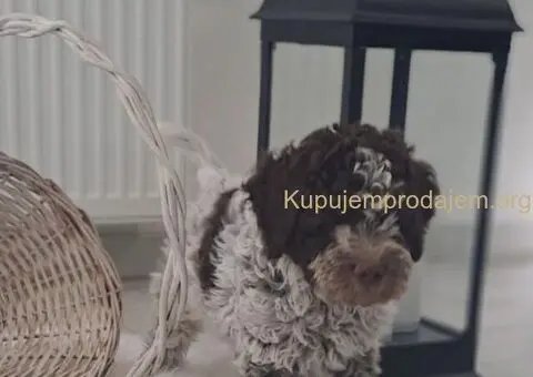 Dostupno novo leglo LAGOTTO ROMANJOLO - 4/8
