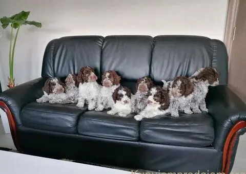 Dostupno novo leglo LAGOTTO ROMANJOLO - 5/8