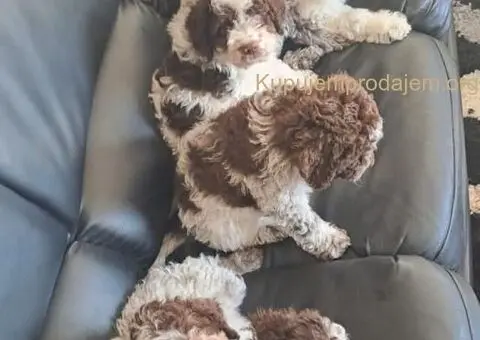 Dostupno novo leglo LAGOTTO ROMANJOLO - 6/8