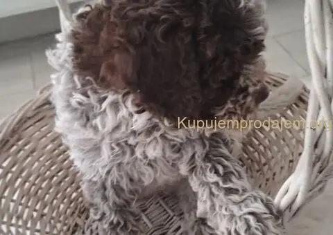 Dostupno novo leglo LAGOTTO ROMANJOLO - 7/8