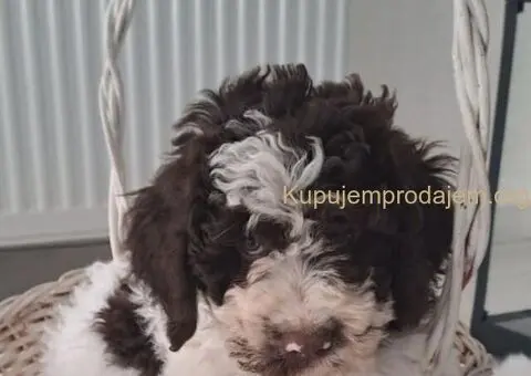 Dostupno novo leglo LAGOTTO ROMANJOLO - 8/8