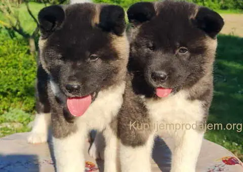 U ponudi dve ženke američke AKITE - 1/6