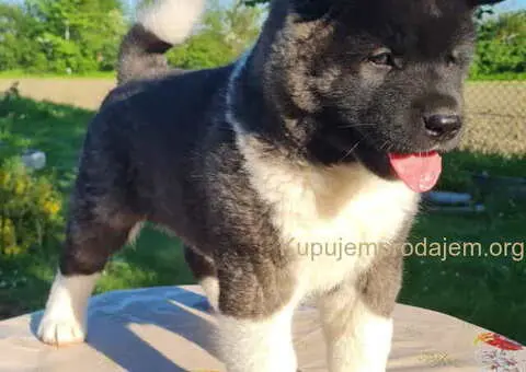 U ponudi dve ženke američke AKITE - 2/6