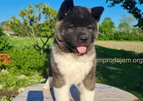 U ponudi dve ženke američke AKITE - 3/6