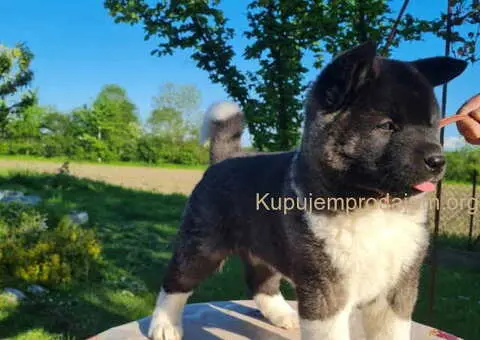 U ponudi dve ženke američke AKITE - 4/6