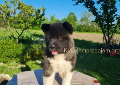 U ponudi dve ženke američke AKITE - 5/6