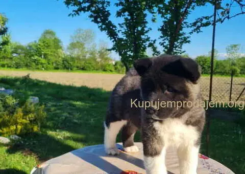 U ponudi dve ženke američke AKITE - 6/6