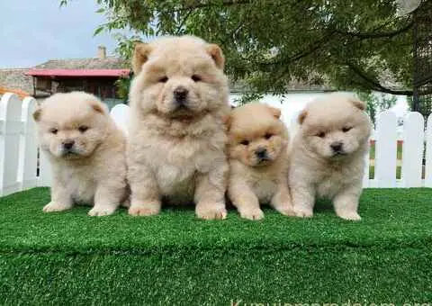 Cau cau Chow chow stenad najlepsi pokon - 1/5