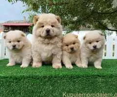 Cau cau Chow chow stenad najlepsi pokon