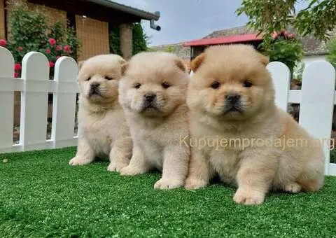 Cau cau Chow chow stenad najlepsi pokon - 2/5