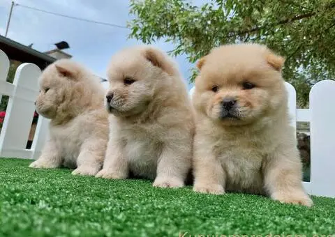 Cau cau Chow chow stenad najlepsi pokon - 3/5