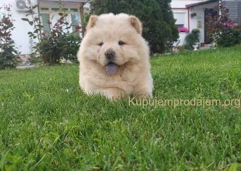 Cau cau Chow chow stenad najlepsi pokon - 4/5