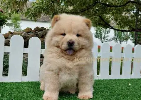 Cau cau Chow chow stenad najlepsi pokon - 5/5