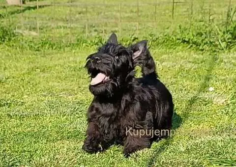 Štenci škotskog terijera - 2/5