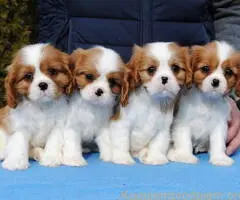 Dostupni štenci Cavalier King Charles španijela
