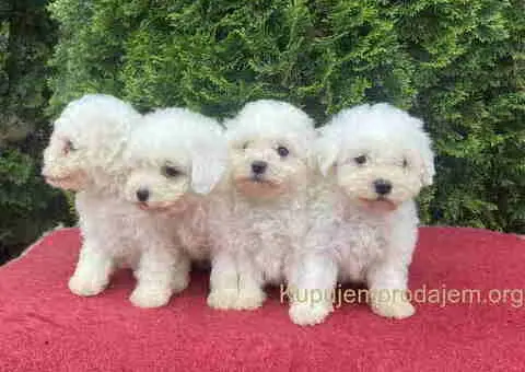 Na prodaju Bichon stenci