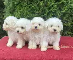 Na prodaju Bichon stenci