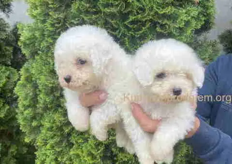 Na prodaju Bichon stenci - 2/2