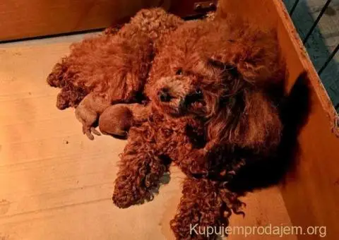 Teddy bear toy PUDLE – malene, prelepe - 2/9