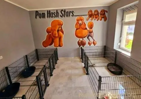 Teddy bear toy PUDLE – malene, prelepe - 4/9