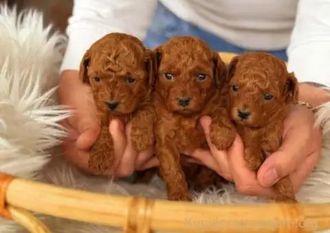 Teddy bear toy PUDLE – malene, prelepe - 5/9