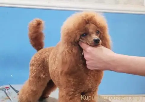 Teddy bear toy PUDLE – malene, prelepe - 6/9