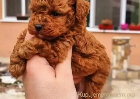 Teddy bear toy PUDLE – malene, prelepe - 7/9