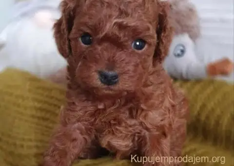 Teddy bear toy PUDLE – malene, prelepe - 8/9