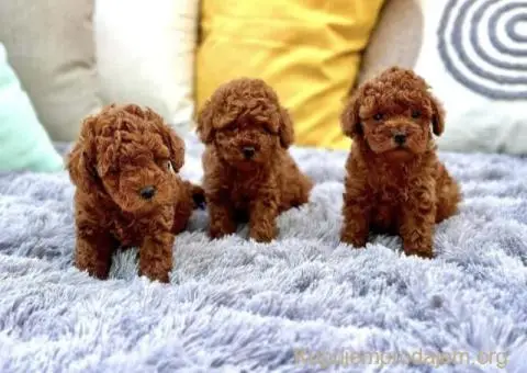 Teddy bear toy PUDLE – malene, prelepe - 9/9