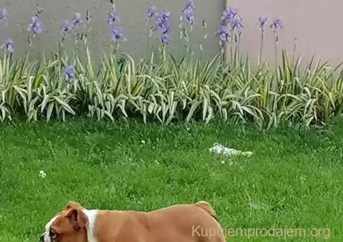 Engleski buldog - 1/3