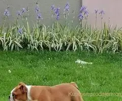 Engleski buldog