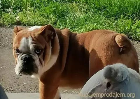 Engleski buldog - 2/3