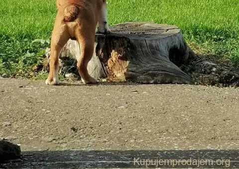 Engleski buldog - 3/3