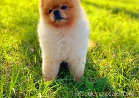 Prelepi POMERANCI vrhunske genetike - 1/9