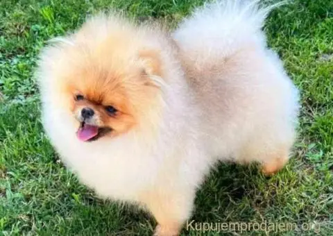 Prelepi POMERANCI vrhunske genetike - 2/9