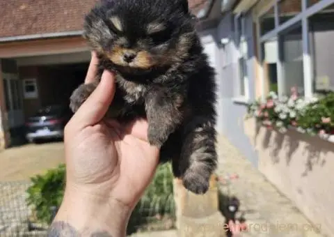 Prelepi POMERANCI vrhunske genetike - 3/9