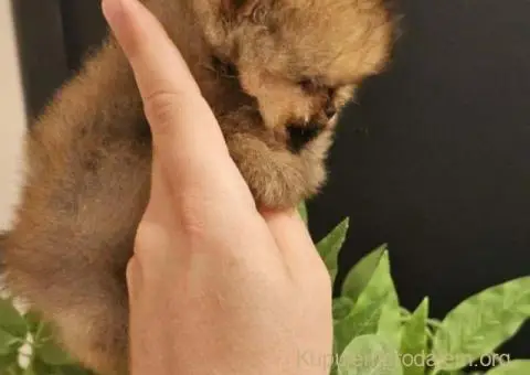 Prelepi POMERANCI vrhunske genetike - 4/9