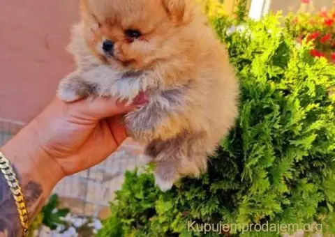 Prelepi POMERANCI vrhunske genetike - 5/9