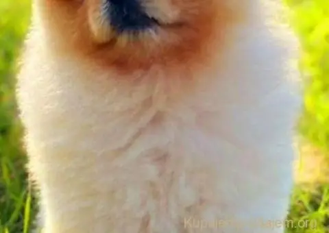 Prelepi POMERANCI vrhunske genetike - 6/9