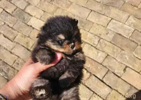 Prelepi POMERANCI vrhunske genetike - 7/9