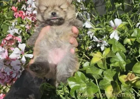 Prelepi POMERANCI vrhunske genetike - 8/9