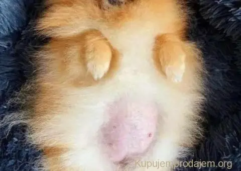 Prelepi POMERANCI vrhunske genetike - 9/9