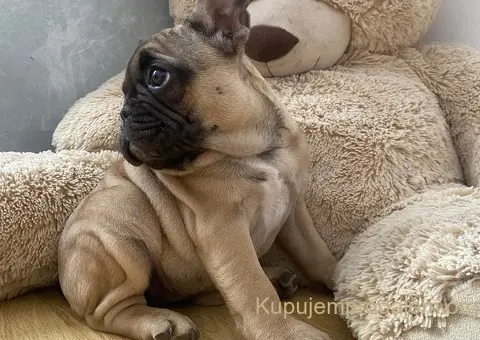 Francuski buldog